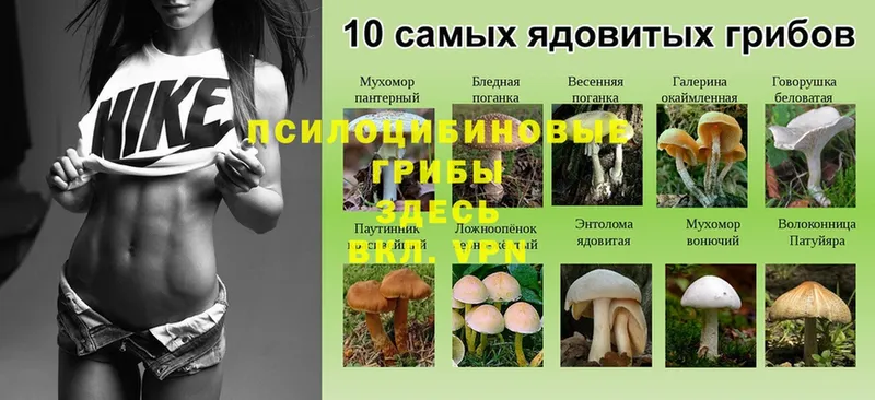 Псилоцибиновые грибы Psilocybe  Нерчинск 